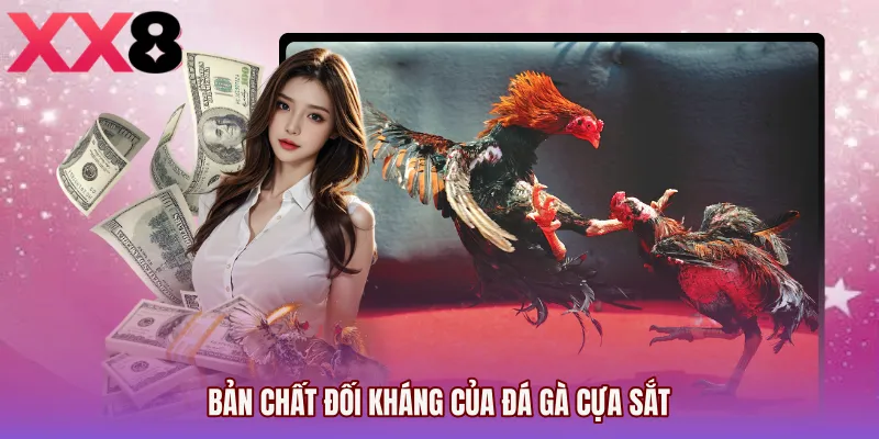 Bản chất đối kháng của Đá gà cựa sắt