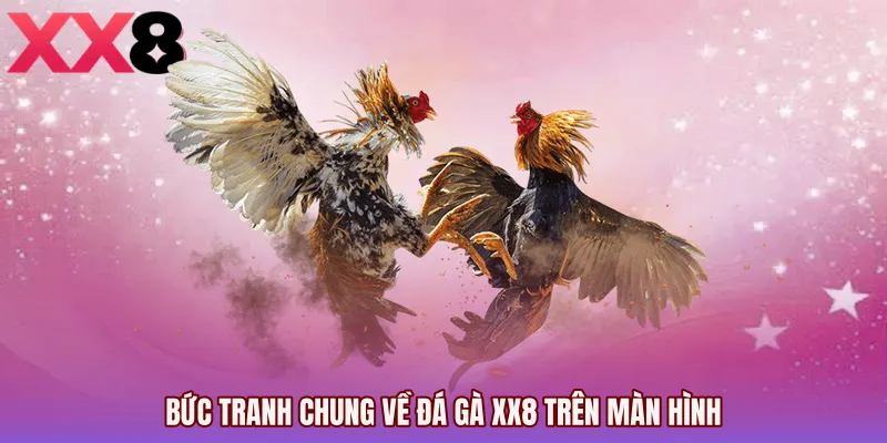 Bức tranh chung về Đá gà XX8 trên màn hình