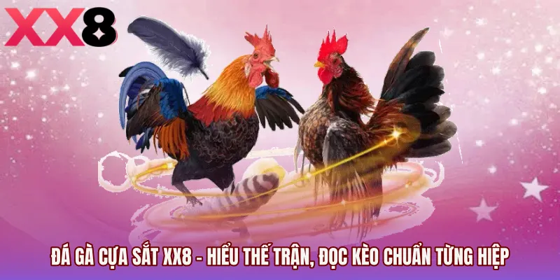 Đá Gà Cựa Sắt XX8 - Hiểu Thế Trận, Đọc Kèo Chuẩn Từng Hiệp