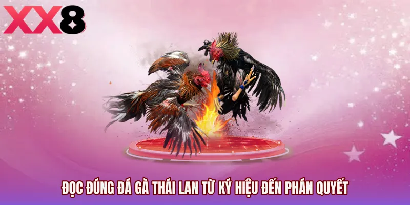 Đọc đúng Đá gà Thái Lan từ ký hiệu đến phán quyết